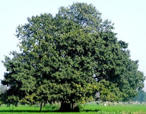 kalpvruksh
