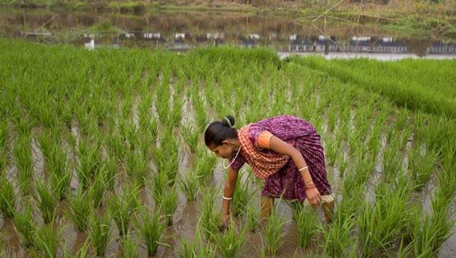 Photo of भारत की खेतों में चाइनीज बीजों का हो रहा इस्तेमाल