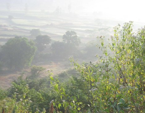 Photo of ग्रामीण क्षेत्रों में कोहरे से फसलों को फायदा.