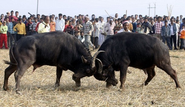 Photo of सुप्रीम कोर्ट के बैन की उडी धज्जियां , असम में कई स्थानों पर हुई भैंसे की लड़ाई.