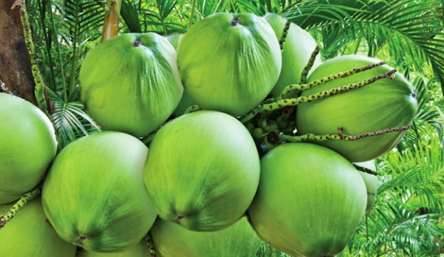 Photo of कई बीमारियों में प्राकृतिक बरदान है नारियल पानी .