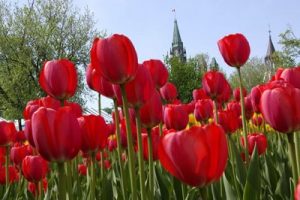 2008-05-03-tulips