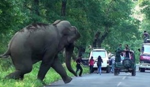 Photo of हाथी के हमले में फसलों का नुकसान ,एक की मौत