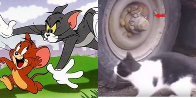 Photo of टॉम एंड जेरी की इस लुका-छिपी को देखकर रह जायेंगे हैरान !