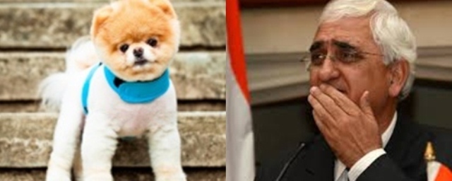 Photo of विदेशी कुत्ते के चक्कर में पूर्व केंद्रीय मंत्री ने गंवाए 59 हजार