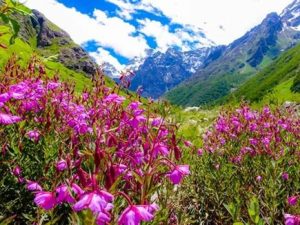 valley-of-flowers2_23_07_2016