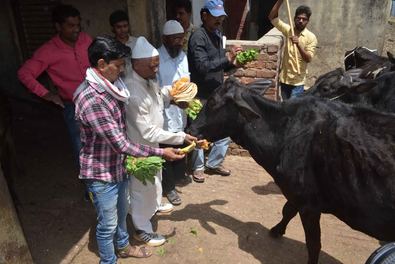 Photo of गौ सेवा के लिए मुस्लिम युवाओं ने कांजी हाउस में की साफ सफाई.