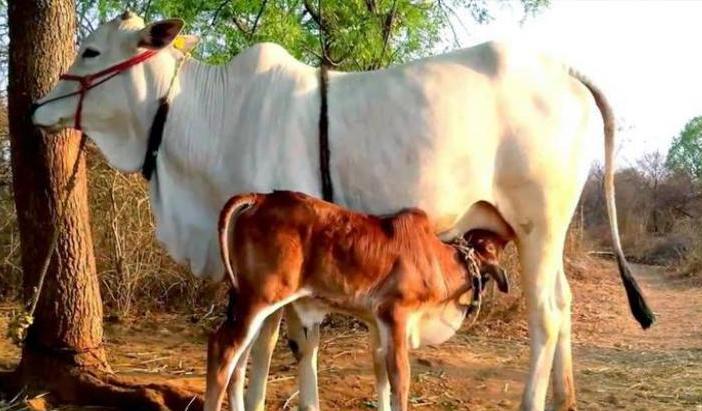 Photo of गाय संरक्षण के लिए मोदी सरकार का बड़ा कदम, अब गायो का भी होगा UID नंबर !