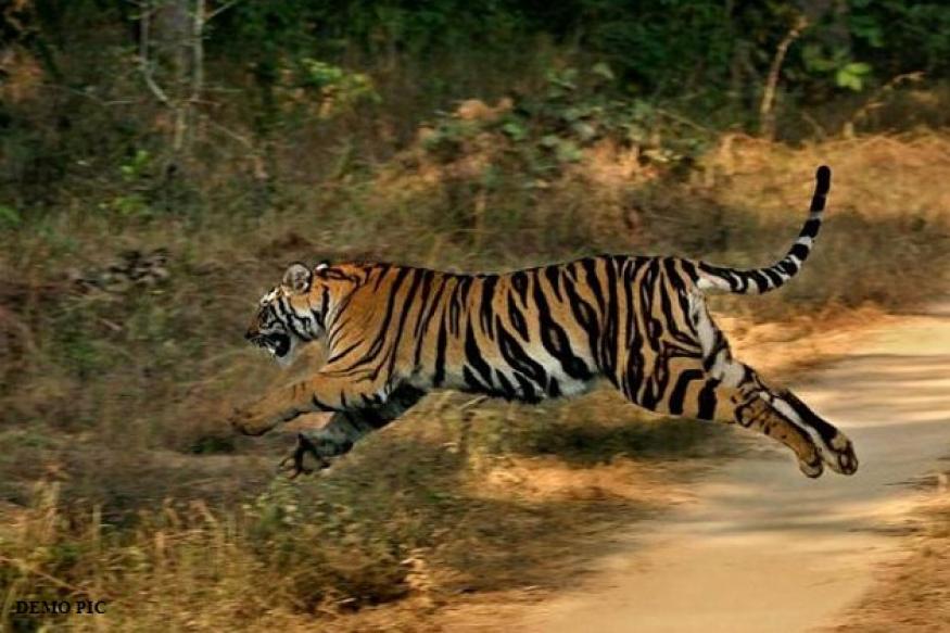 Photo of यूपी में बाघ का अातंक, 15 दिन में चार की मौत !