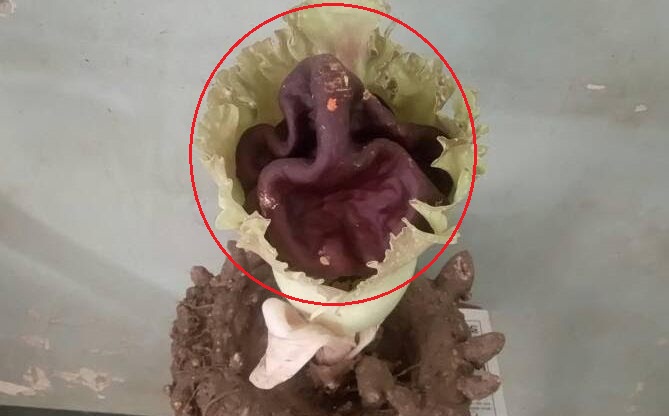 Photo of पालघर : सुरन के फूल में प्रकट हुए गणेश भगवान , देखने के लिए उमड़ी भक्तो की भीड़ !