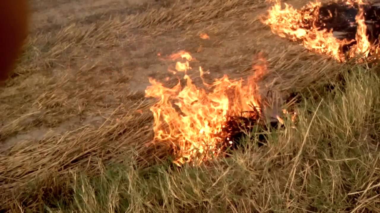 Photo of DM का आदेश , खेतों में डंठल जला तो किसान पर होगी कार्रवाई