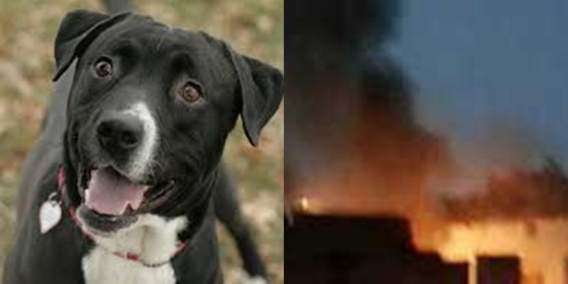 Photo of मधुबनी : कुत्ता भौंकने के विवाद में बाप-बेटी की हत्या, घर फूंका, कई राउंड हुई फायरिंग.