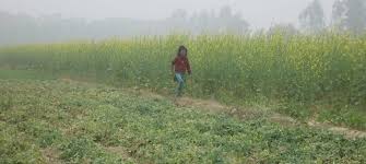 Photo of हल्की बरसात से राहत: फसलों को संजीवनी, किसान मुस्कुराये
