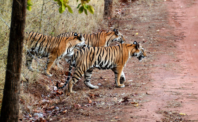 Photo of काजीरंगा में बाघों की गिनती पूरी, 104 मिले