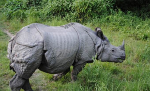 Photo of बाढ़ के चलते रिहायसी इलाके में पहुंचा गैंडा, लोगों में दहशत