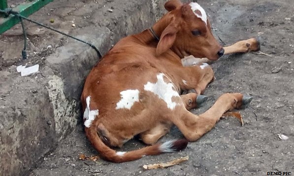 Photo of गाय बांधने को लेकर सिगरा में हिंसक बवाल , शांति के लिए फोर्स तैनात