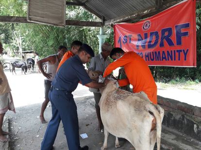 Photo of एनडीआरएफ की मोबाइल पशु चिकित्सा शिविर आयोजित