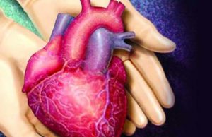 organ-donation-