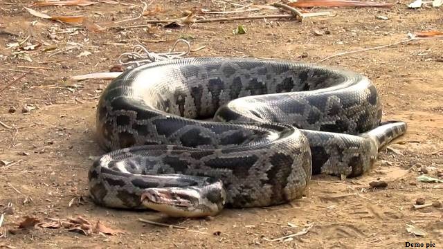 Photo of ठाणे : आठ फीट का अजगर देख लोगो के उड़े होश , कुछ देर के लिए बंद हुआ मार्ग