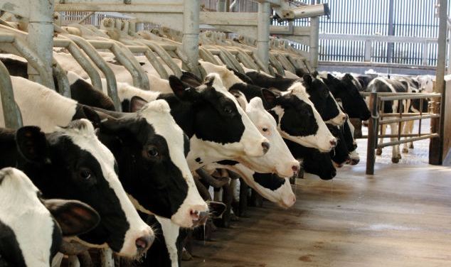 Photo of अजमेर में 253 करोड़ रुपये से बनेगा गाय के दूध का डेयरी प्लांट