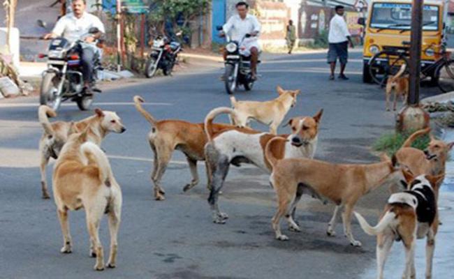 Photo of बिना शर्त आवारा कुत्तों को मारने के आरोपी ने मांगी सुप्रीम कोर्ट से माफी