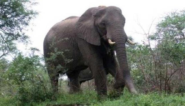 Photo of भेल में हाथी के हमले में चार घायल, एक की हालत गंभीर