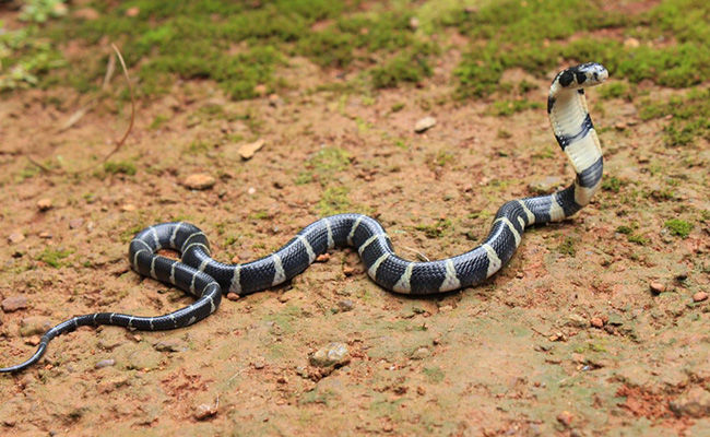 Photo of पंद्रह फीट लंबा किंग कोबरा पकड़ा