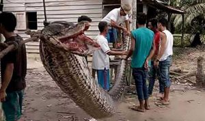 snake-afp
