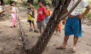 snake-afp_@