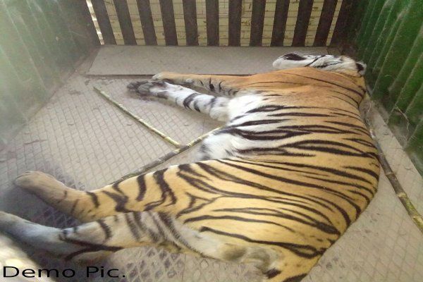 Photo of विदर्भ में आतंक का पर्याय बनी नरभक्षक बाघ की मौत
