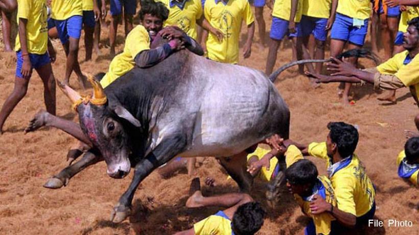 Photo of जलीकट्टू को वैध करार देने पर तमिलनाडु को नोटिस