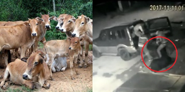 Photo of VIDEO : पालघर जिले में गाय चुराने वाला गिरोह सक्रीय , गाय चुराते हुए CCTV में कैद हुई करतूत