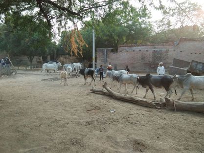 Photo of बुन्देलखण्ड में फसलों की तबाही का कारण बन रहे अन्ना पशु