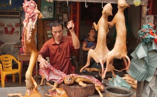 Photo of चीन और कोरिया में कुत्तों का मांस खाने पर भड़के अमरीकी….. , चलाया जनजागरण अभियान