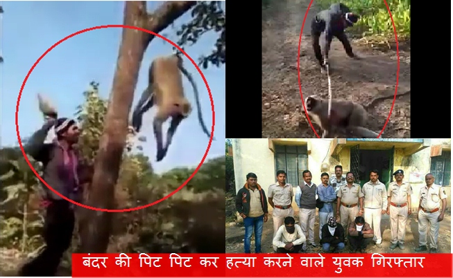 Photo of वीडियो : पेड़ में बांध कर लंगूर बंदर की पिट पिट कर हत्या करने वाले युवक गिरफ्तार ,वीडियो देख कर हैरान हो जायेंगे आप …