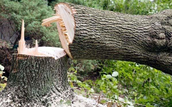 Photo of ठाणे में 24 जनवरी तक वृक्ष काटने पर हाईकोर्ट ने लगाई रोक