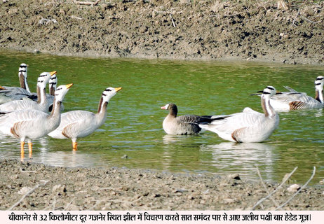 Photo of सात समंदर पार से बीकानेर पहुंच रहे हैं जलीय पक्षी