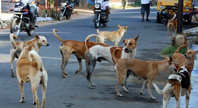 Photo of पालघर जिला : हफ्ते भर में 72 लोगों को आवारा कुत्तों ने काटा, 1300 कुत्तों की नसबंदी पर 19 लाख खर्च