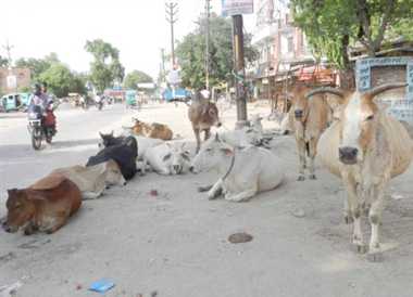 Photo of फतेहपुर में बनेंगे अन्ना (आवारा) जानवरों के लिए छह पशु आश्रय स्थल