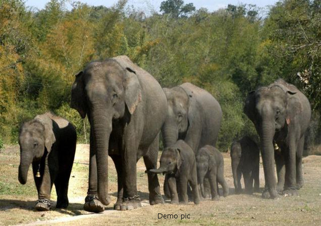 Photo of ऋषिकेश-देहरादून मार्ग पर हाथियों के आतंक से दहशत