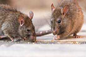 Photo of चूहा घोटाला : चूहा मारने का ठेका लेने वाली संस्था का पता भी फर्जी