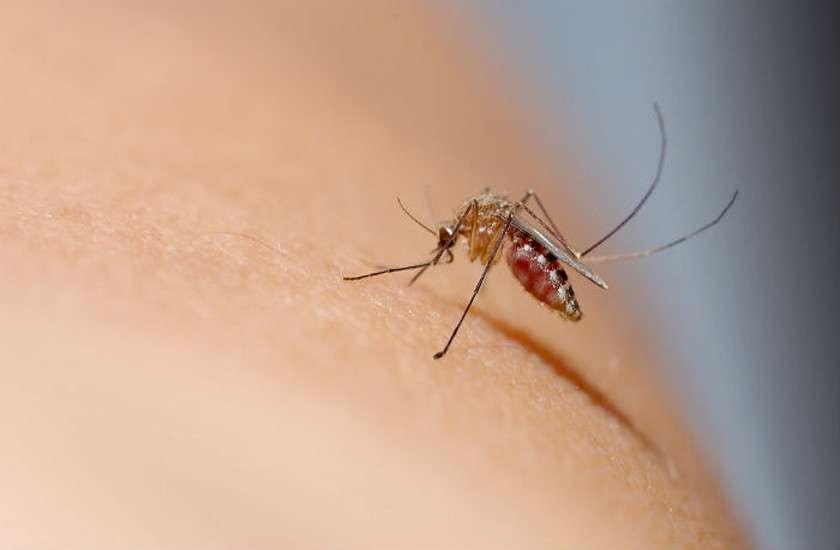 Photo of दवा से जहरीला हो जाएगा खून, मच्छर ने काटा तो उसकी खैर नहीं