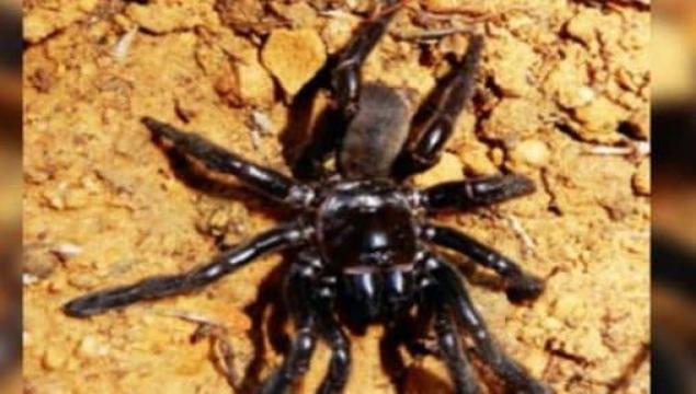 Photo of विश्व की सबसे बूढ़ी जासूस मकड़ी की 43 साल बाद मौत