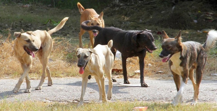 Photo of कुत्तों का आतंक, 24 घंटे में 150 बने शिकार