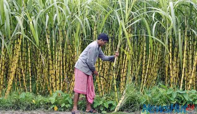 Photo of कर्नाटक चुनाव के कारण गन्ना किसानों को मिली सब्सिडी