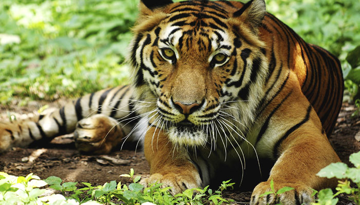 Photo of पिछले दो साल में 237 बाघों की मौत