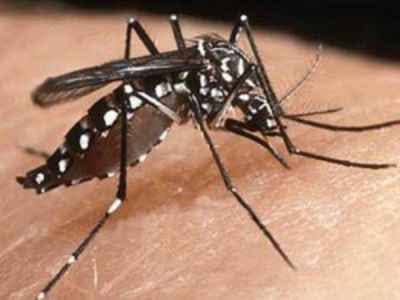 Photo of सिवान में बढ़ रही डेंगू के मरीजों की संख्या, स्वास्थ्य विभाग बेफिक्र