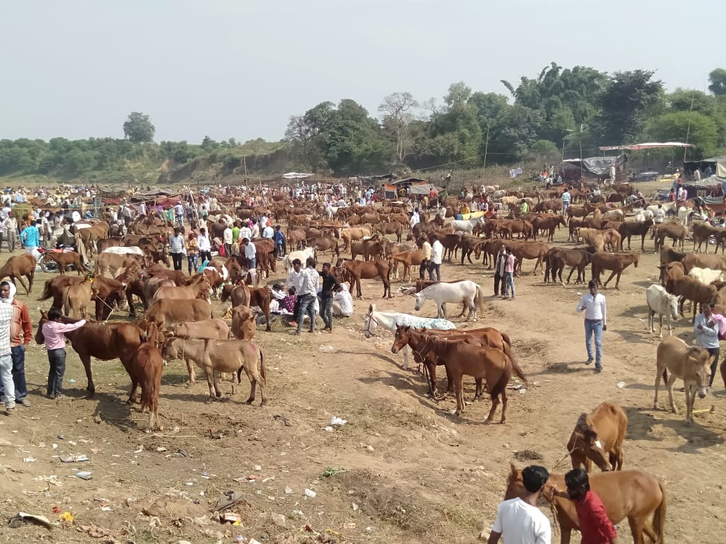 Photo of मध्‍यप्रदेश : चित्रकूट में लगा ऐतिहासिक गधा मेला, कीमत लाखों में…