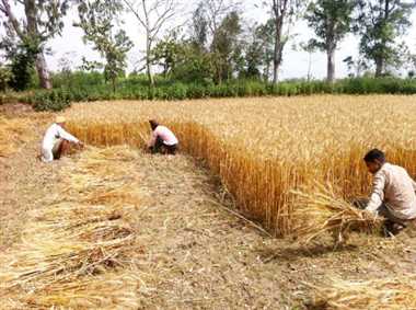 Photo of कोरोना कालः गेहूं की कटाई का संकट