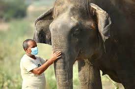 Photo of कहीं किस्सा बनकर न रह जाए ‘हाथी मेरा साथी’